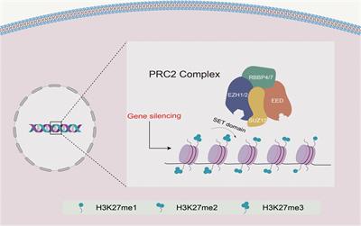 Exploring the therapeutic potential of targeting polycomb repressive complex 2 in lung cancer